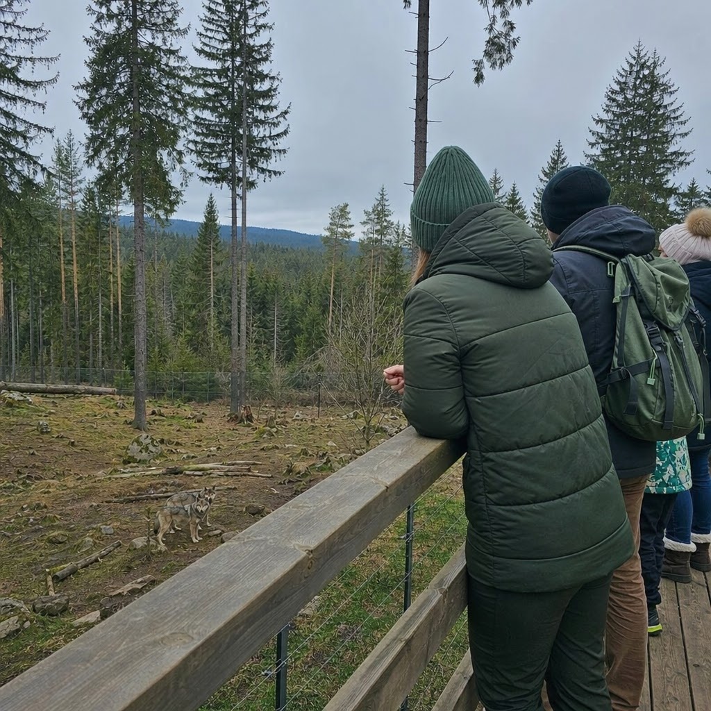 Vyhlídková plošina u výběhu s vlky na Srní